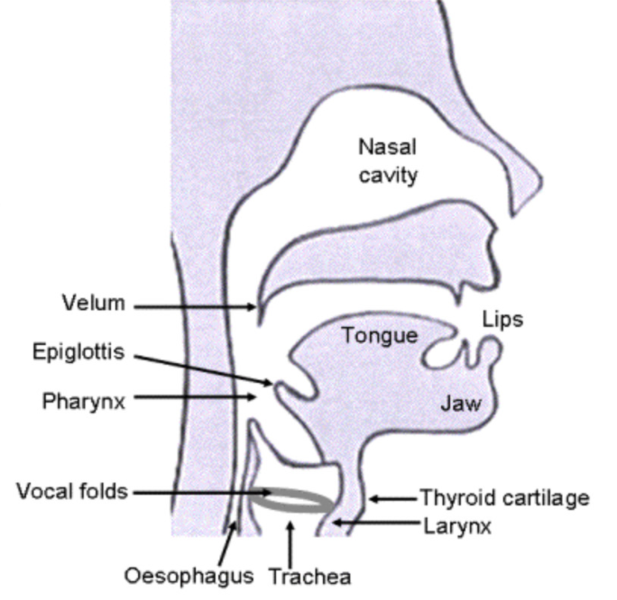 A diagram of the human vocal tract in side profile, with the nasal cavity, tongue, lips and jaw labelled and arrows pointing to the velum, epiglottis, pharynx, vocal folds, oesophagus, trachea, thyroid cartilage and larynx.